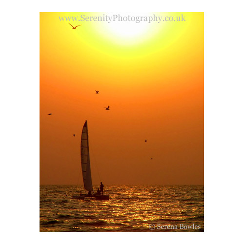 Catamaran sailing at sunset, surrounded by seagulls. Goa, India.